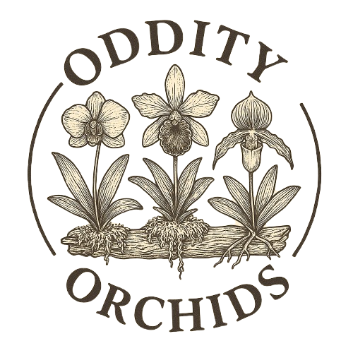 Oddity Orchids